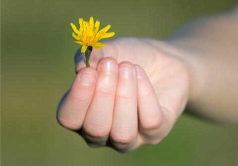 Child's hand holds a tiny yellow flower