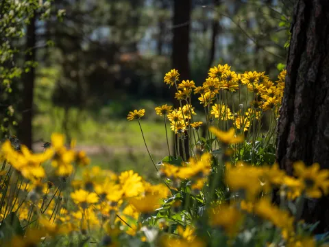Yellow flowers among the trees