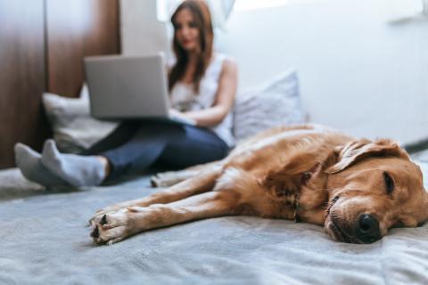 Student on computer with dog in foreground